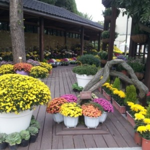 사진크게 보기