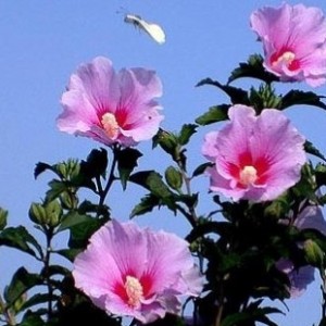 사진크게 보기