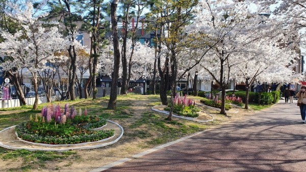 (사진) 기흥구 보정동 푸르네근린공원 꽃밭 모습.jpg